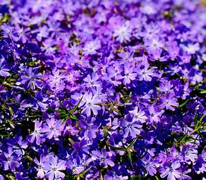 Close-up of purple flowering plants