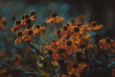 Close-up of wilted flowers on field