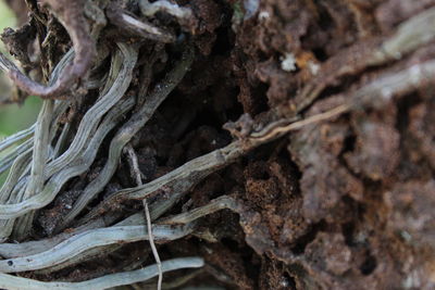 Full frame shot of tree trunk