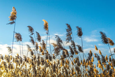 Reed thicket, arundo donax plants, photographed in spring, backlit.