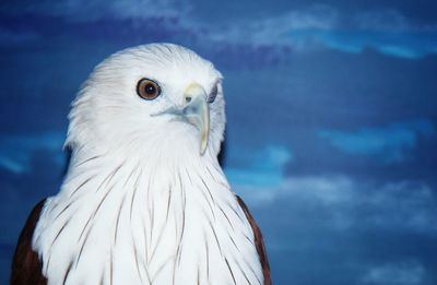 Close-up of a bird