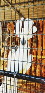 View of birds in cage