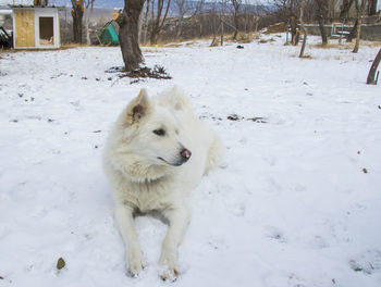 White long fur dog in snow