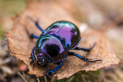 Close-up of insect