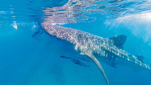Close-up of whale shark swimming in sea