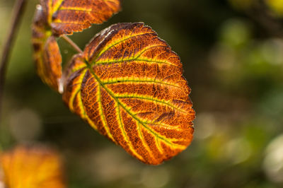 Close-up of orange leaf