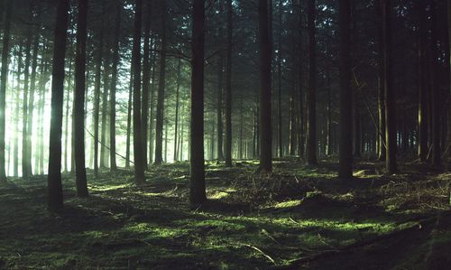 Scenic view of trees growing in forest