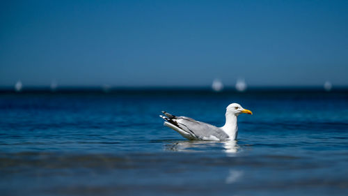 Close-up of seagull on sea against clear blue sky