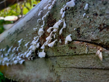 Close-up of snow on tree trunk