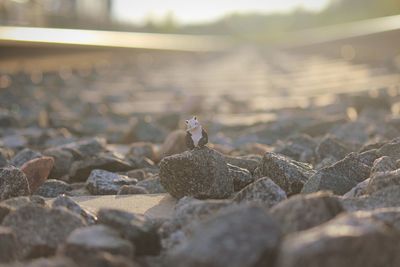 Close-up of bird on pebbles