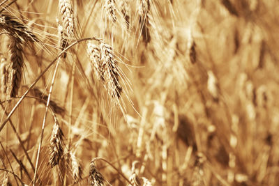 Close-up of stalks in field