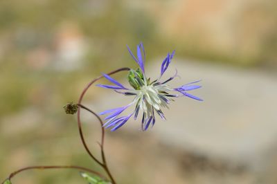 Close-up of purple flowers