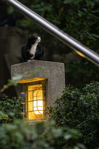 Cat photography shot at tsim sha tsui, hong kong 2024. 02. 26