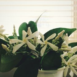 Close-up of flowers