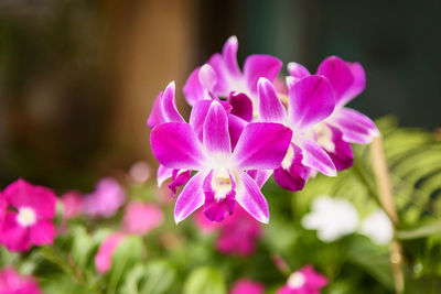 Close-up of pink flowering plant