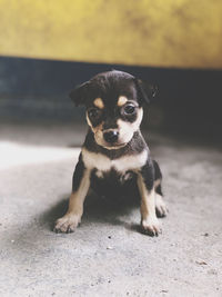 Portrait of puppy sitting outdoors