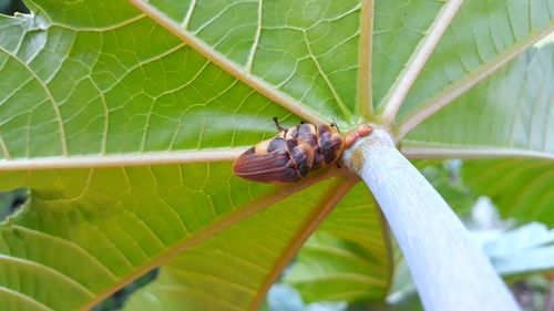 Close-up of insect on leaf