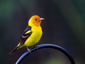Close-up of bird perching on a metal