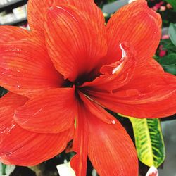 Close-up of red flower