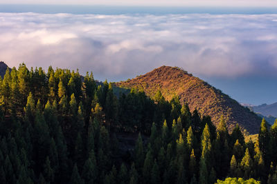 Panoramic view of trees and mountains against sky