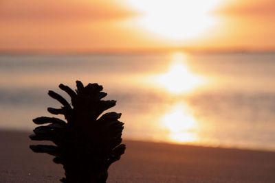 Silhouette plant against sea during sunset