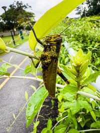 Close-up of insect on plant