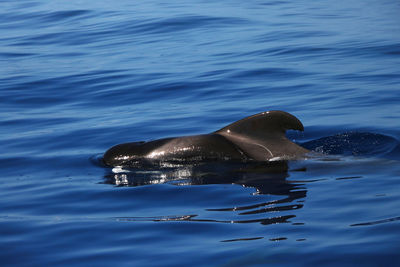 Wild pilot whales in tenerife, canary islands