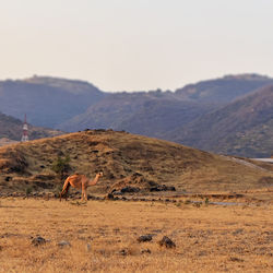 View of camel  on field against mountain range