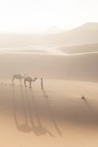 View of a desert