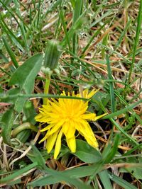 Close-up of yellow flowering plant on field