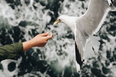 Close-up of a bird flying