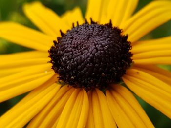 Close-up of yellow flower