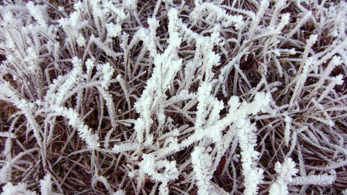 Full frame shot of frozen plants on field