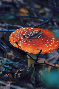 Close-up of fly agaric mushroom