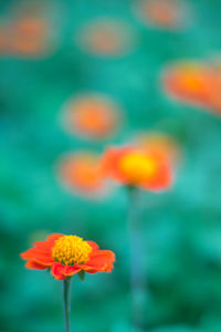 Close-up of yellow flower blooming outdoors