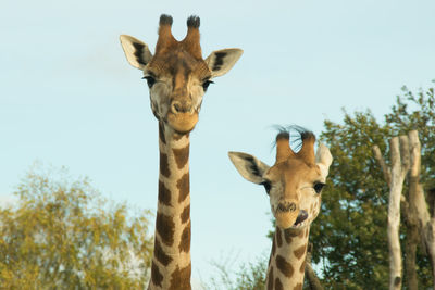 Portrait of giraffe against sky