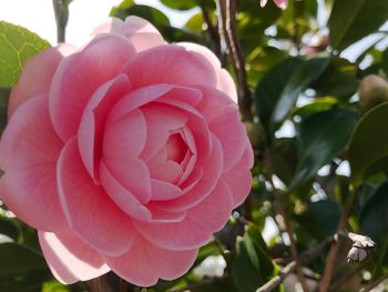 Close-up of pink rose blooming outdoors