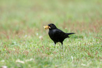 Ab eurasian blackbird