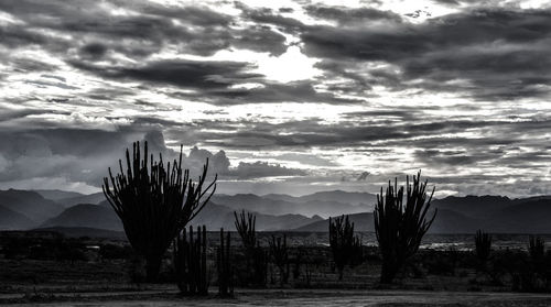 Scenic view of cactus plants on landscape against cloudy sky