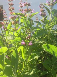 Close-up of flowering plant