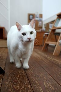 White cat on wooden table