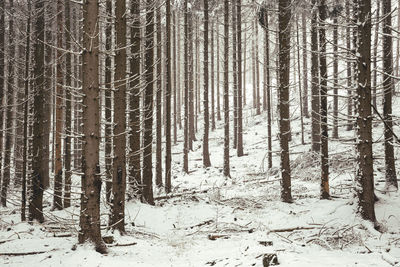 Trees in forest during winter