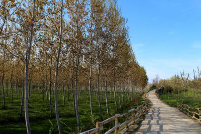 Autumn maple trees with path