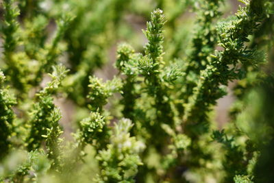 Close-up of plant