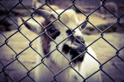 Close-up of a chainlink fence at zoo