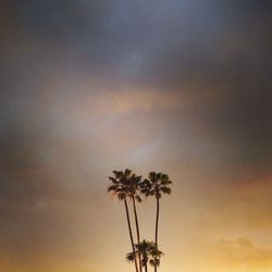 Low angle view of tree against sky