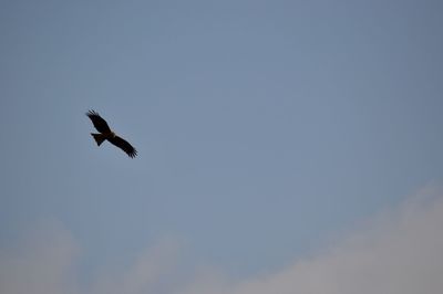 Low angle view of eagle flying against sky