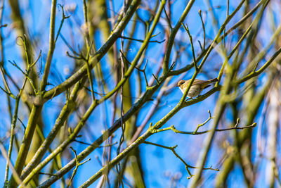 Low angle view of bird on branch against blue sky