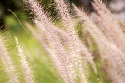 Close-up of succulent plant growing on field