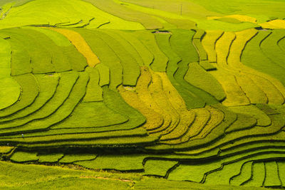 Full frame shot of rice paddy